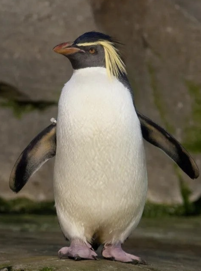 Rockhopper Penguin